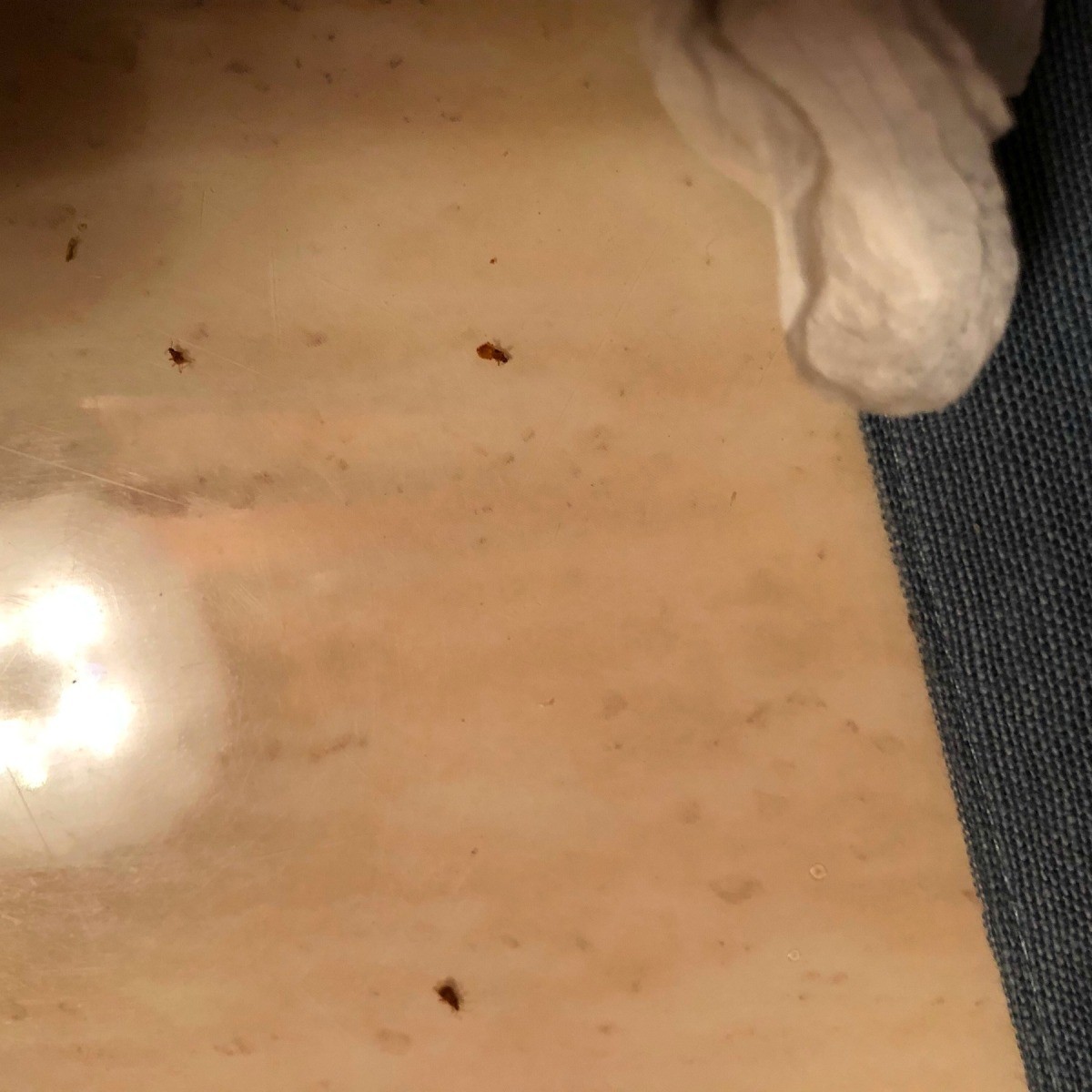 Identifying Tiny Reddish Brown Flying Bugs Inside? ThriftyFun