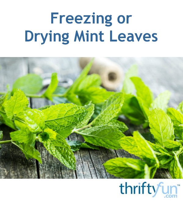 Freezing or Drying Mint Leaves? ThriftyFun
