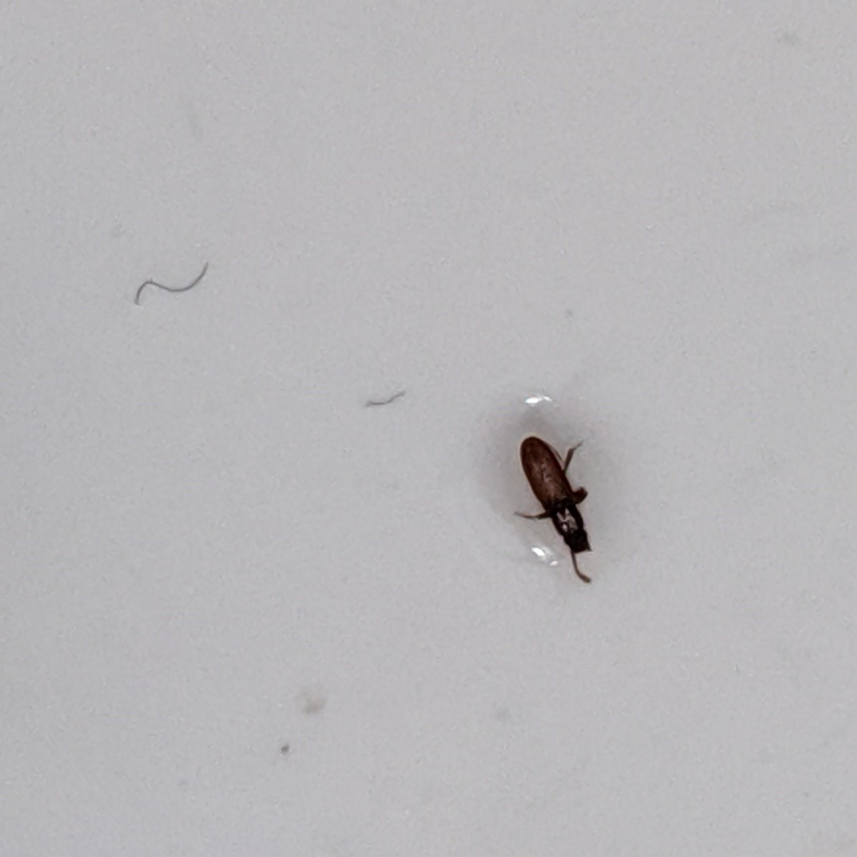 Identifying a Tiny Black Bug? ThriftyFun