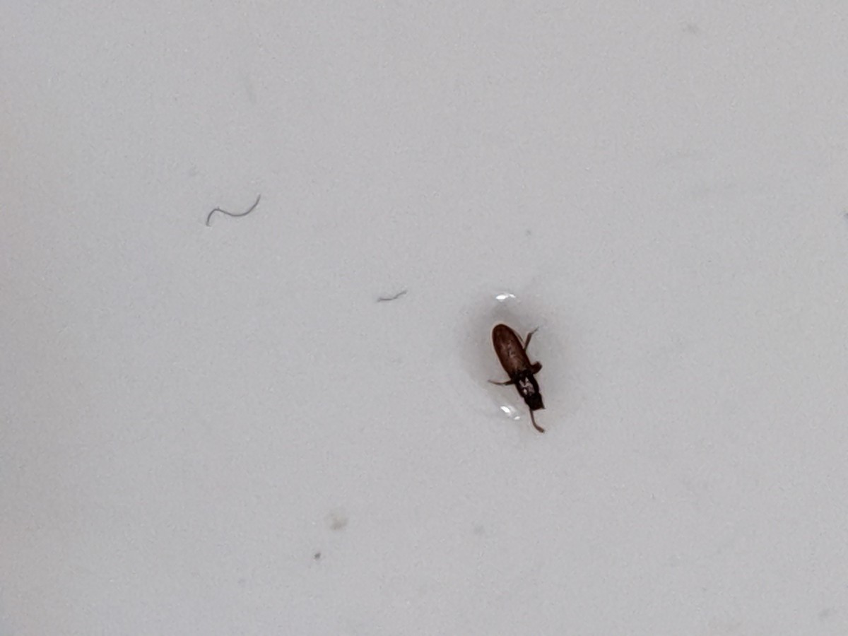 Identifying a Tiny Black Bug? ThriftyFun