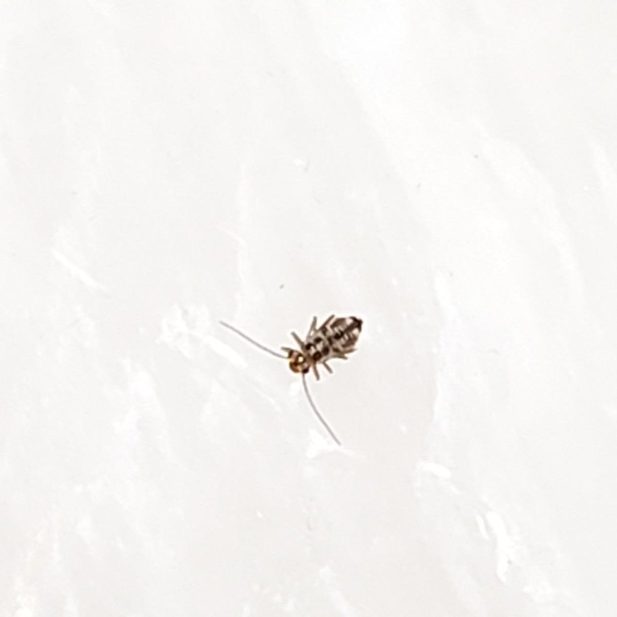 Identifying Tiny Bugs Outside? ThriftyFun