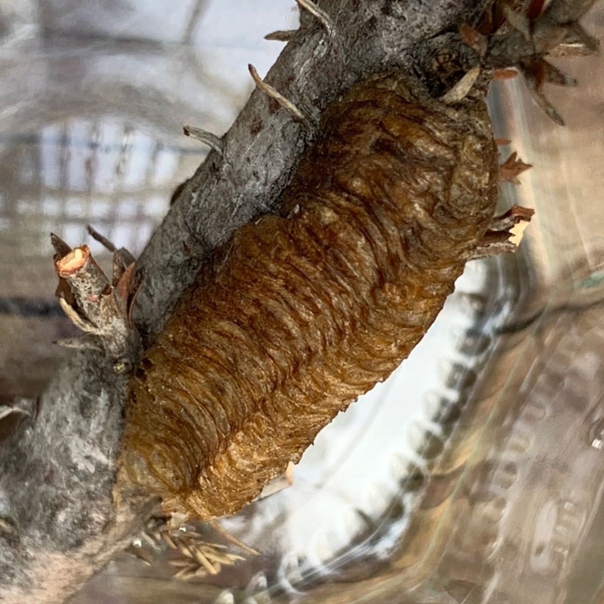 Egg Case Identification? ThriftyFun