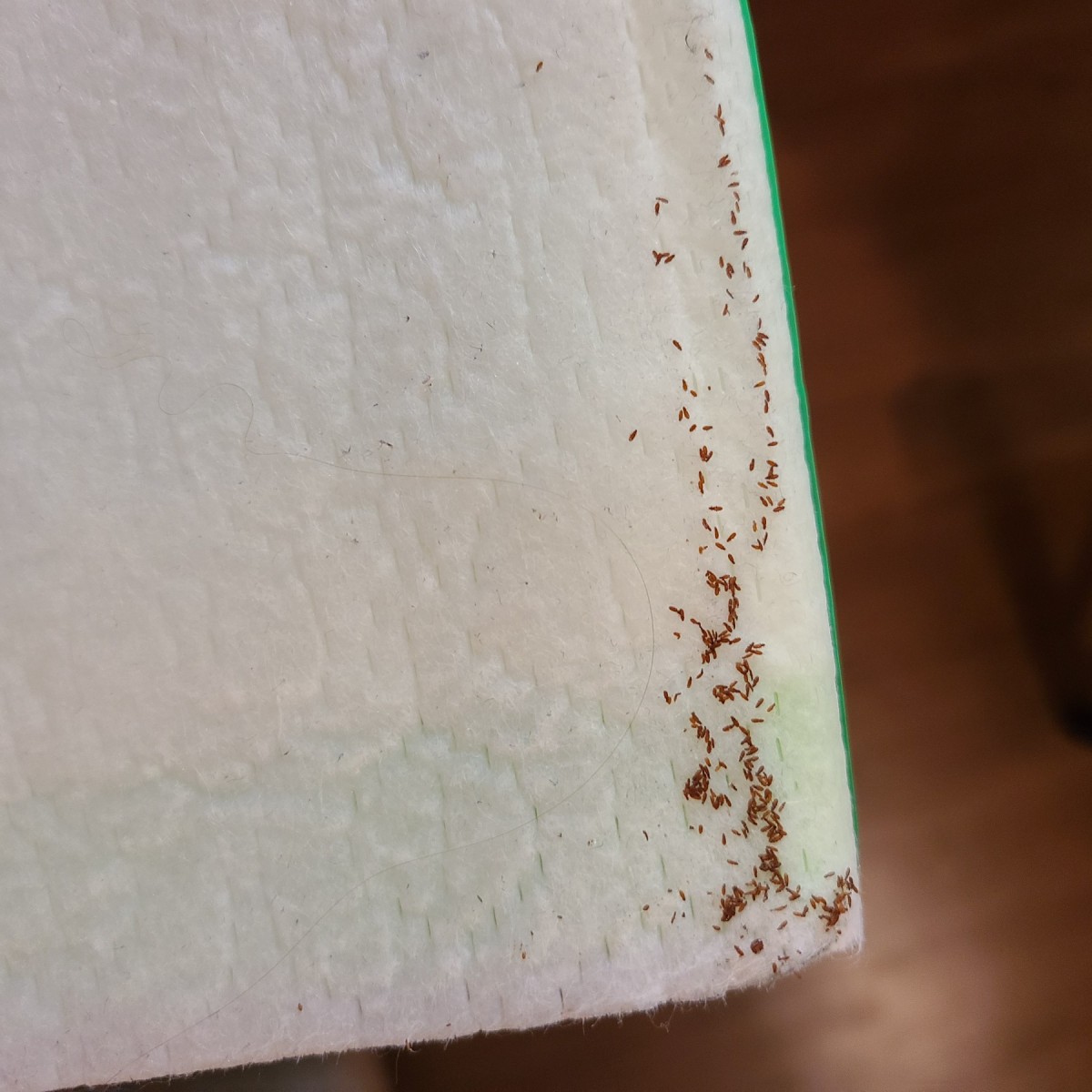 Identifying Small Brown Bugs? ThriftyFun