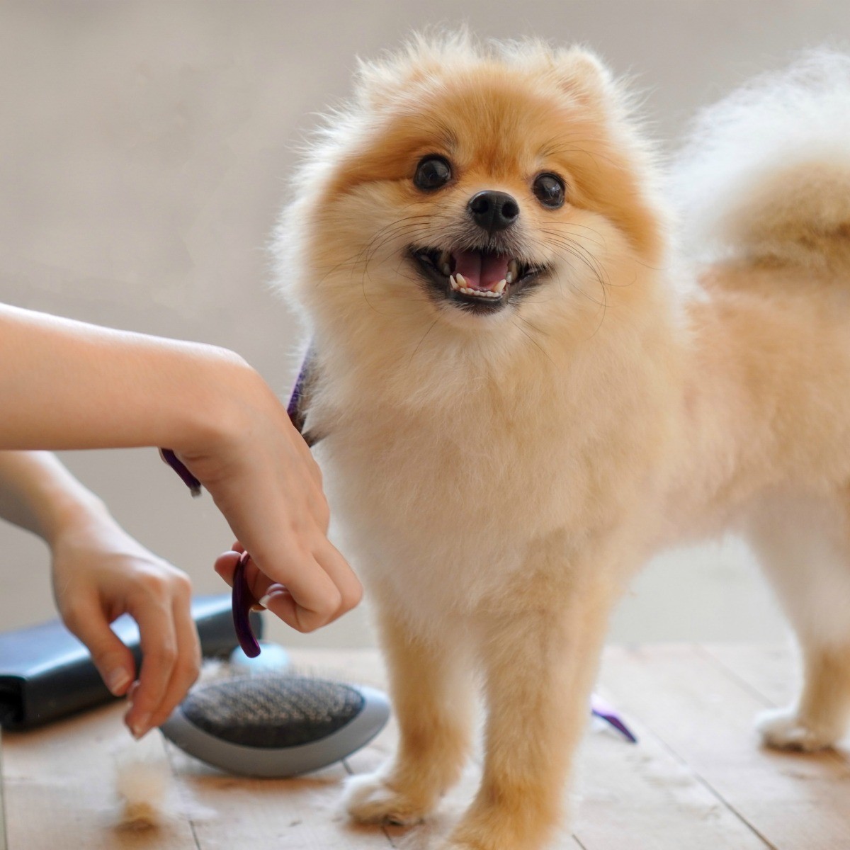 When Should I Get a Puppy Groomed? ThriftyFun