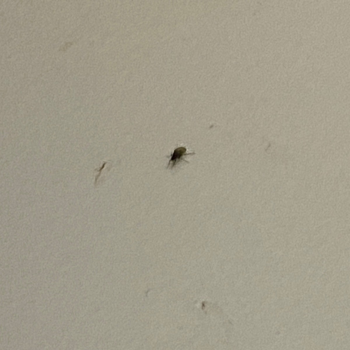 What are These Bugs? ThriftyFun