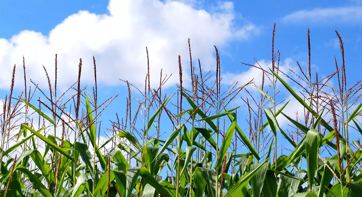 New Evidence GMO Crops Could Increase Cancer Risk Thrive Market