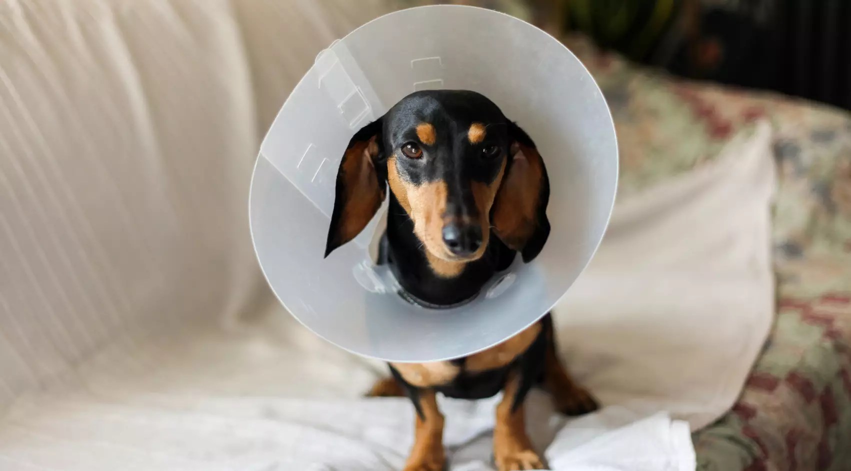 Yes, Pet Health Insurance Is a Real Thing Thrive Market