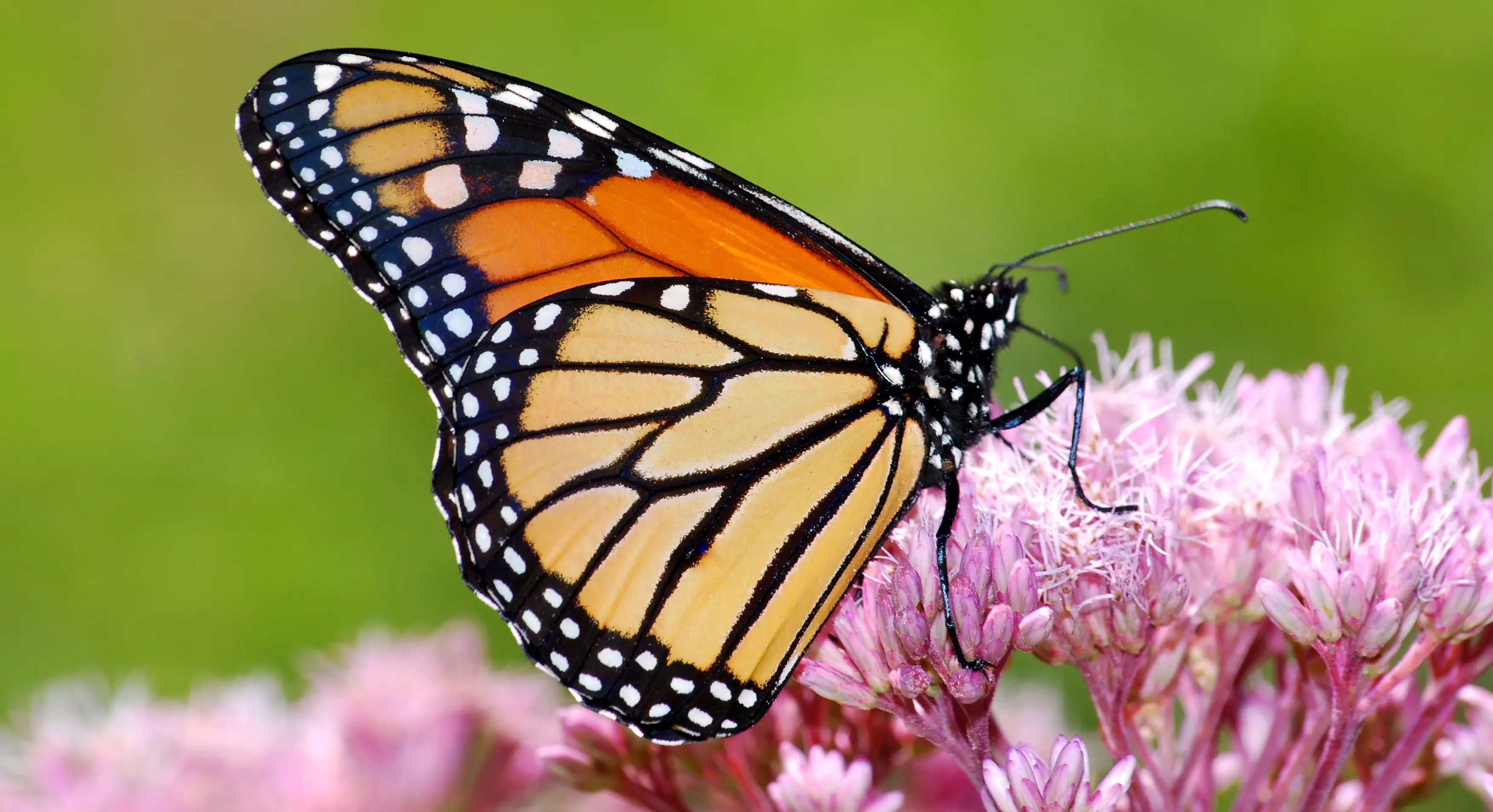 Why Monarch Butterflies Are a Big Deal for the Food System Thrive