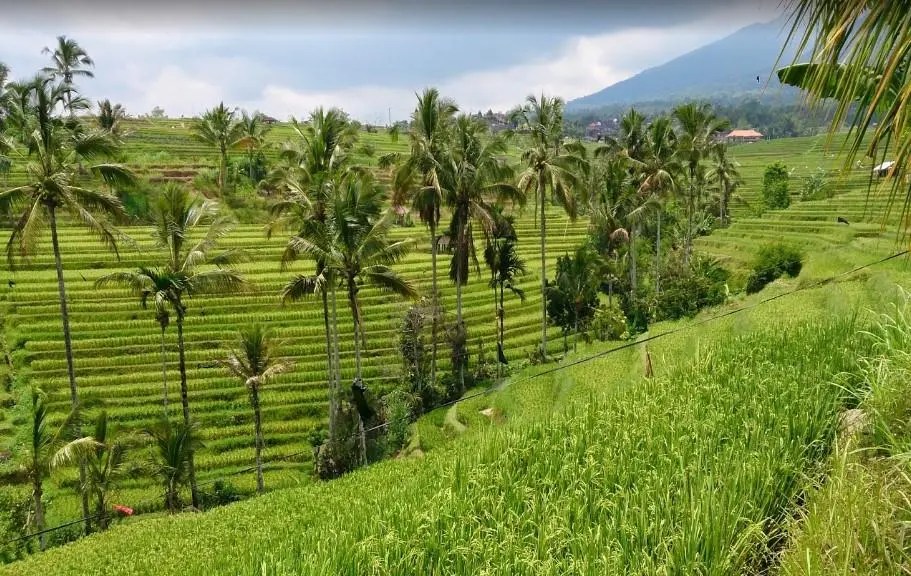 The Bali Bible Warung Dhea Jatiluwih