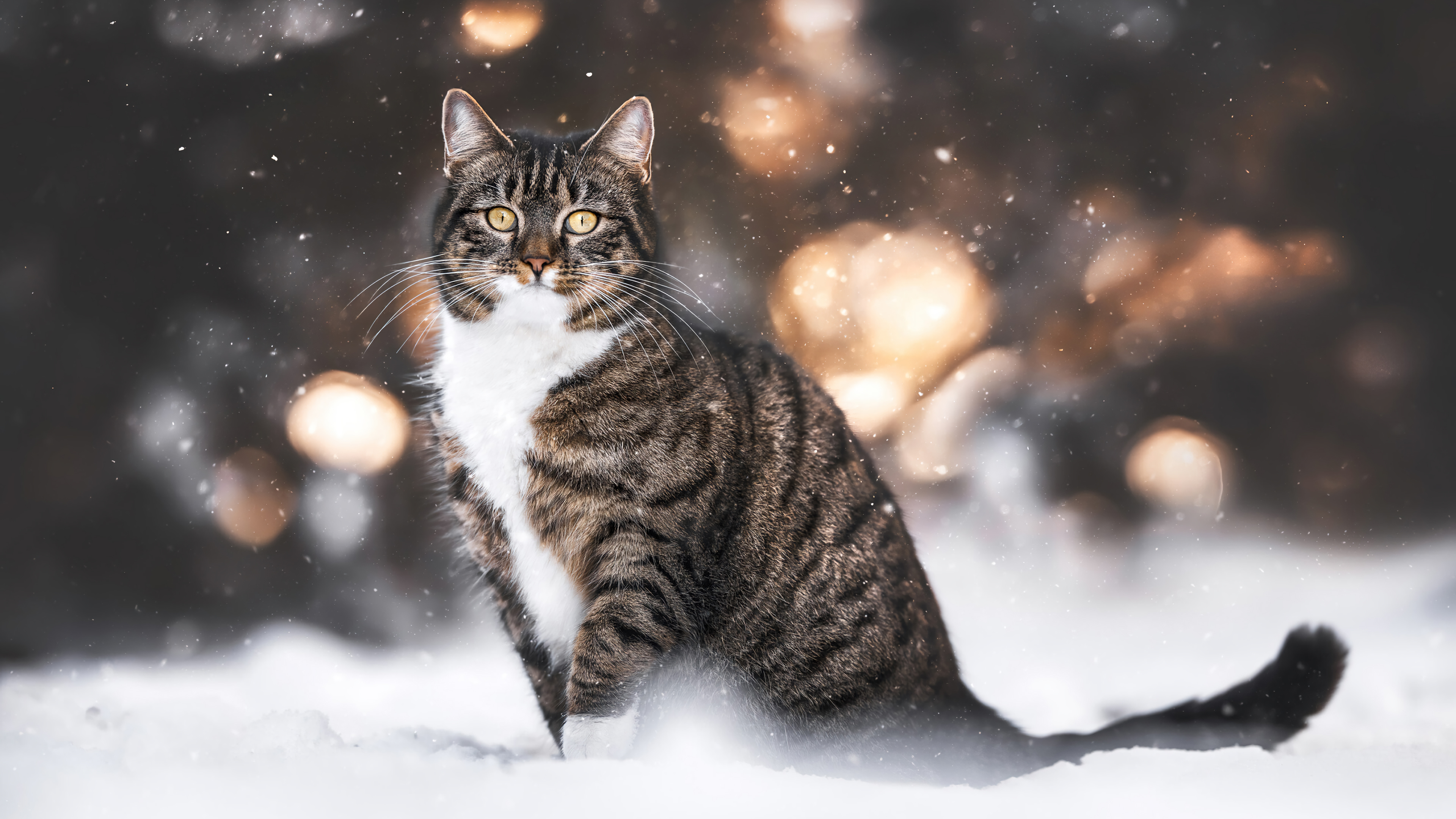 Cat in Snow 4K 7680g Wallpaper PC Desktop