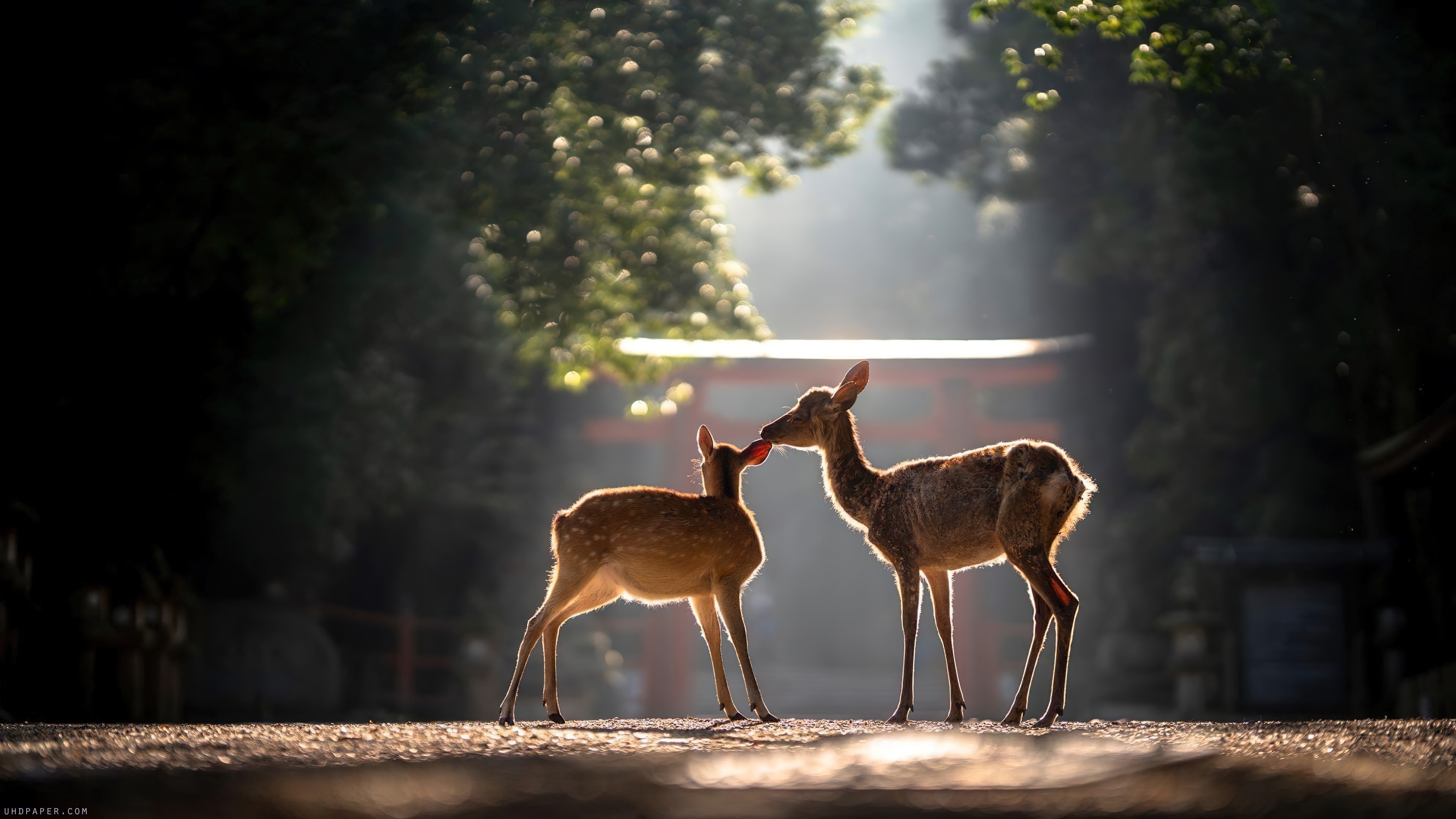 Deer Animal 4K 6080f Wallpaper PC Desktop