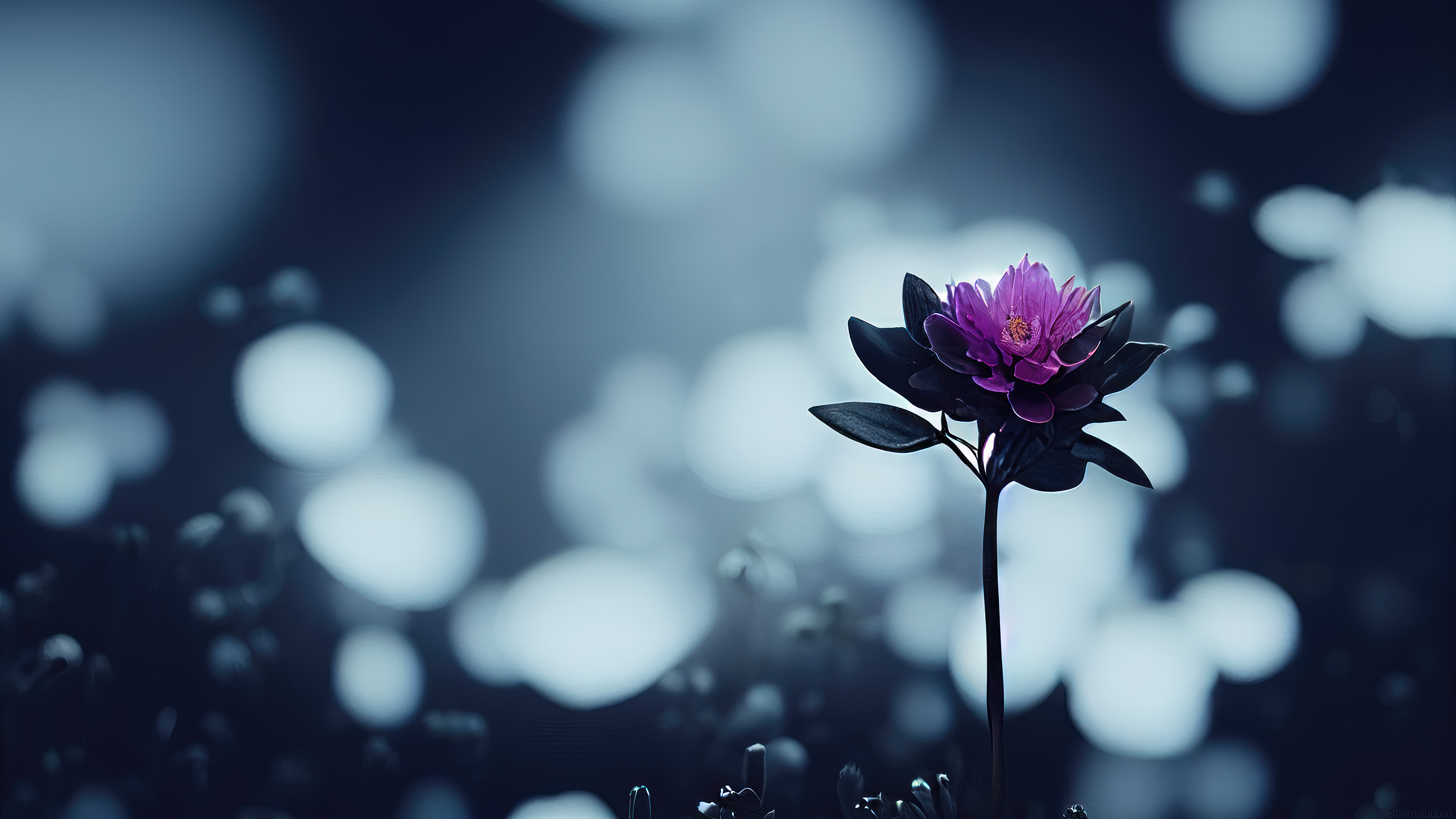 Flower Wallpapers Hd For Desktop