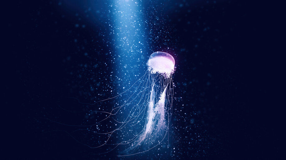 Jellyfish Digital Art 4K 150h Wallpaper PC Desktop