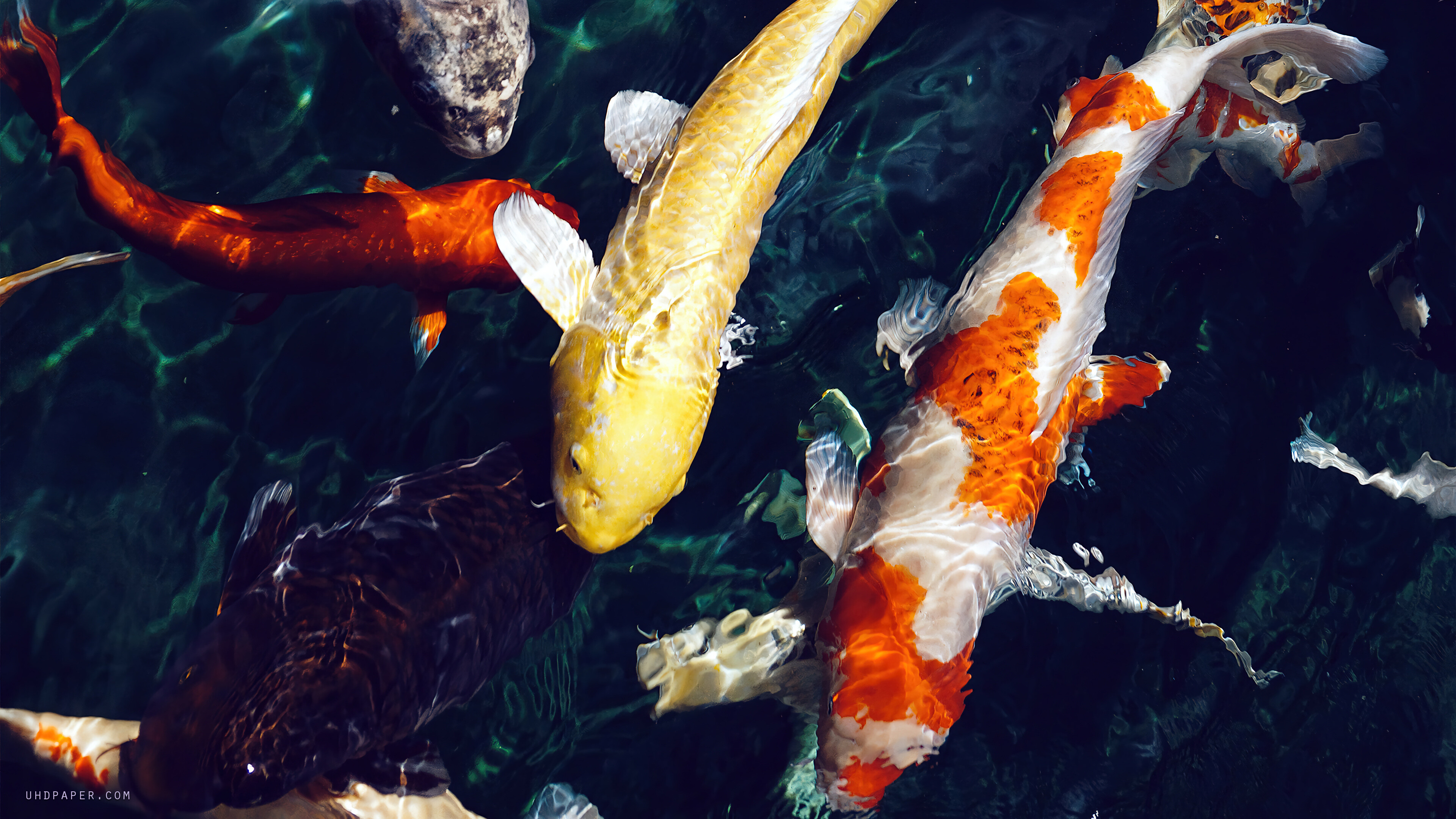 Koi Fish 4K 5270f Wallpaper PC Desktop