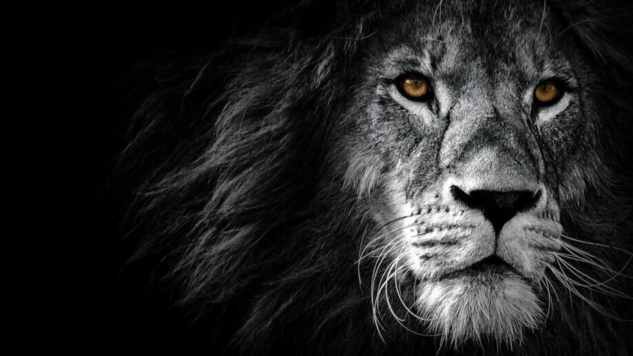 Lion Monochrome 4K 4750f Wallpaper iPhone Phone