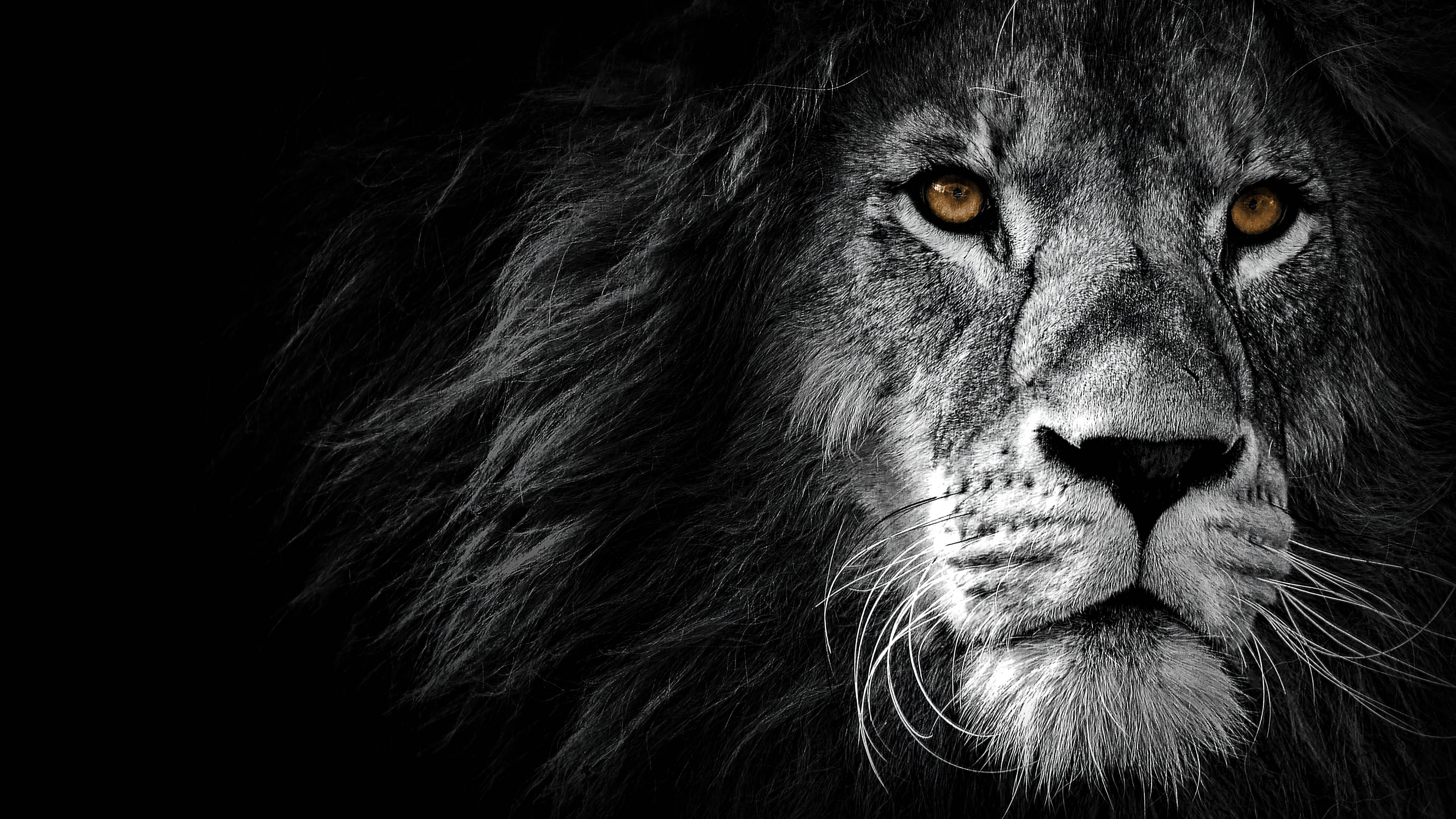 Lion Monochrome 4K 4750f Wallpaper PC Desktop
