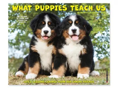 2025 What Puppies Teach Us Calendar S25940 Uline