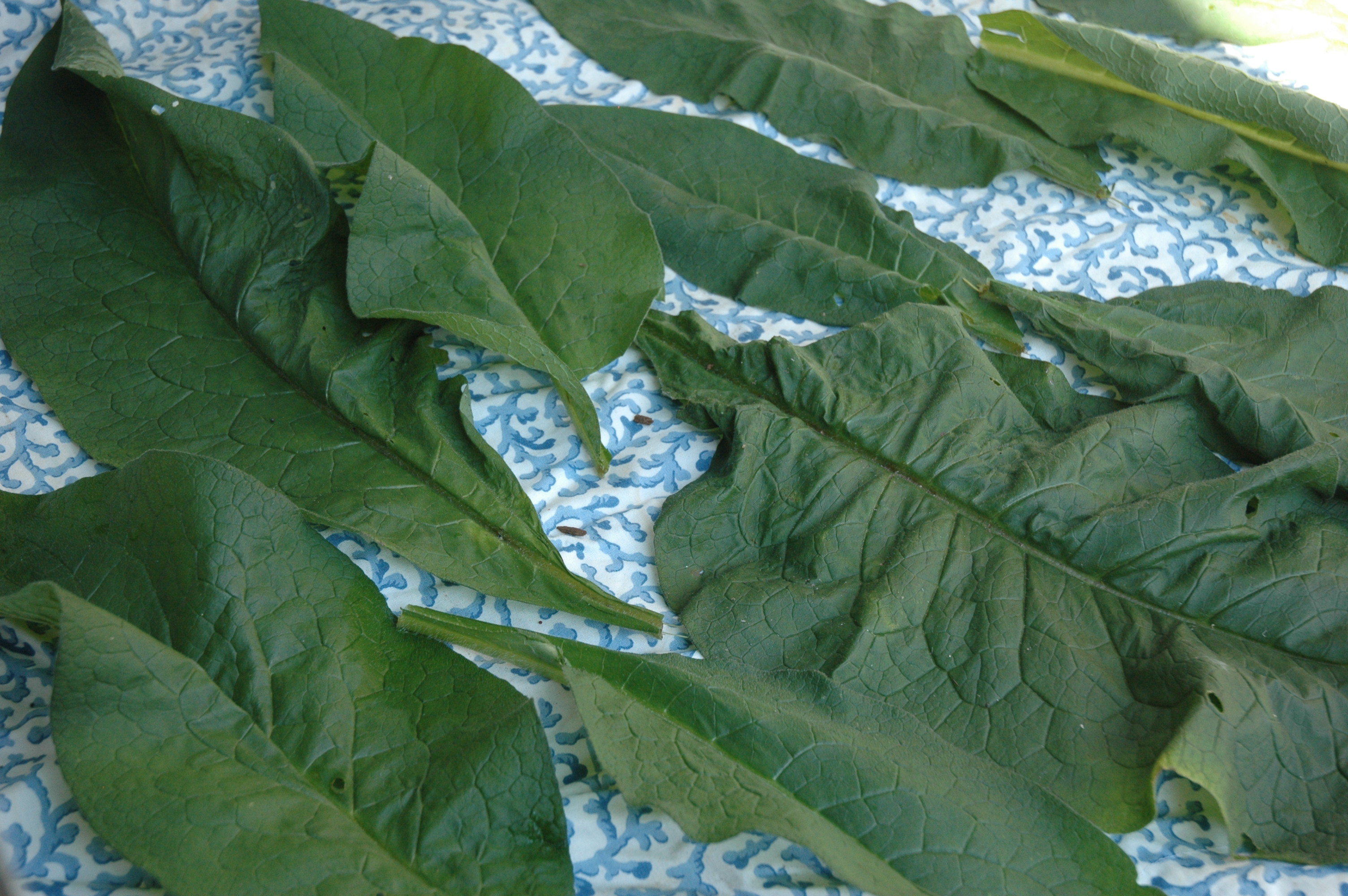 For Powerful Traditional Remedies, Know and Grow Medicinal Herbs (C