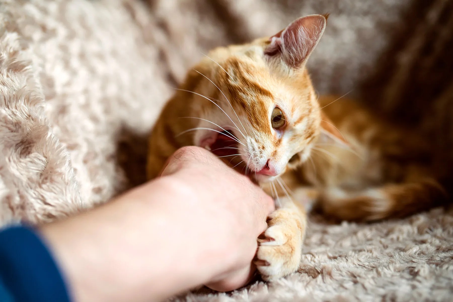 Cat Bite and Scratch Symptoms