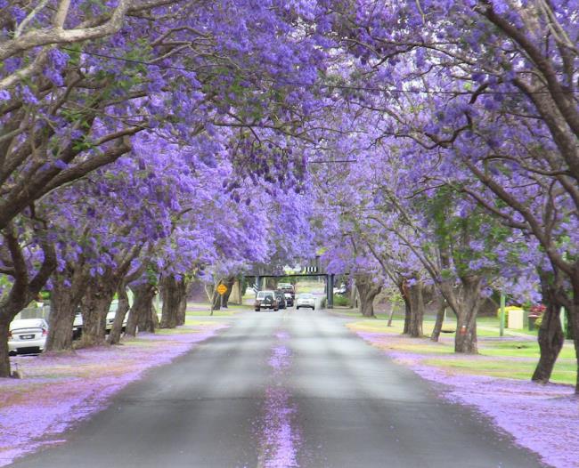 Collection of the most beautiful purple phoenix flowers