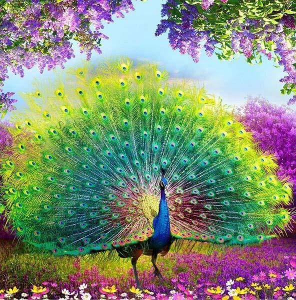 Collection 32+ Photos the most beautiful peacock in the world Superb
