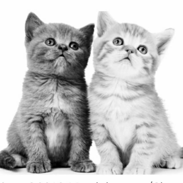 Produk Simba Pet Shop Shopee Indonesia