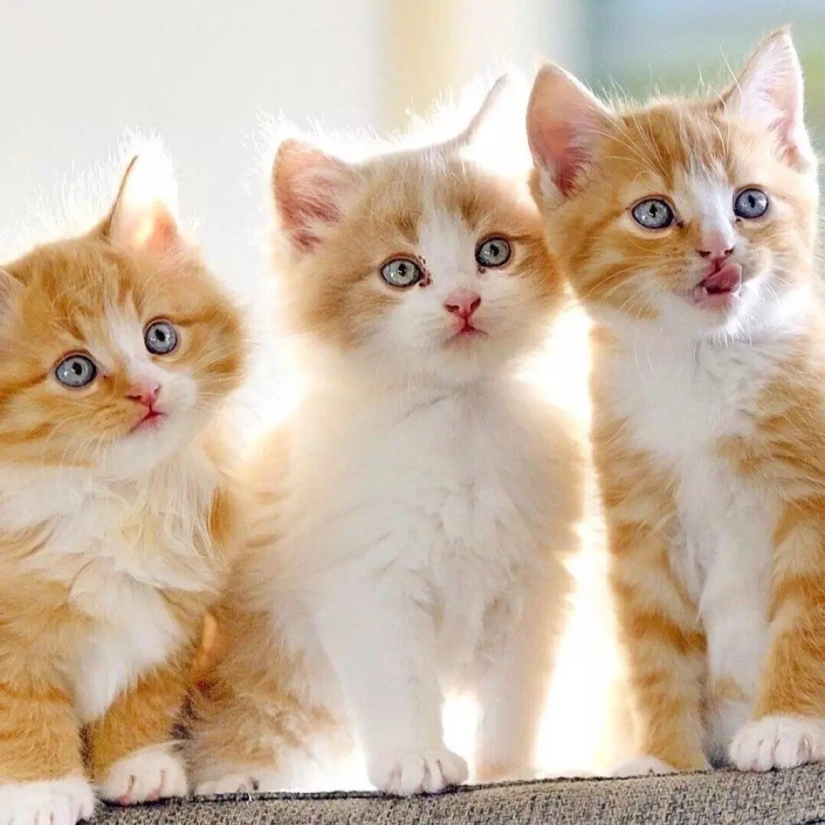 Cat supplies store, ร้านค้าออนไลน์ Shopee Thailand