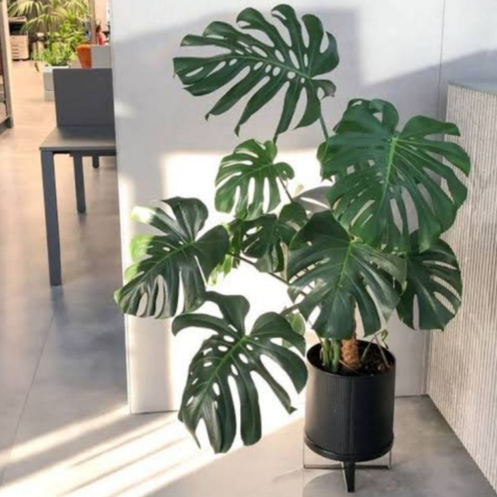 RFMONSTERA, Loja Online Shopee Brasil