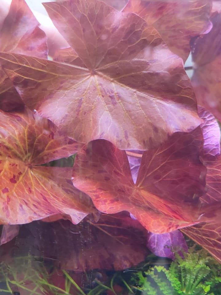 FarmHouse Aquatic Plants , Online Shop Shopee Malaysia