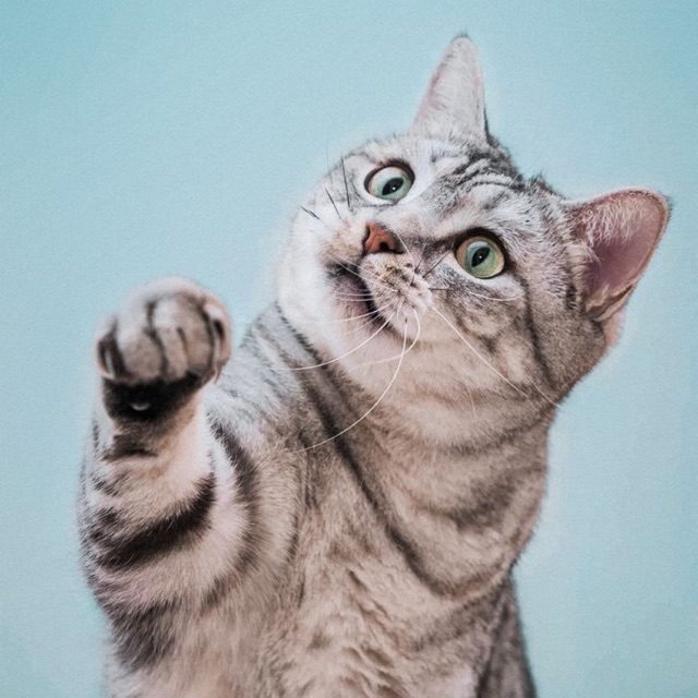 Online Pet Store _ Malaysia, Online Shop Shopee Malaysia