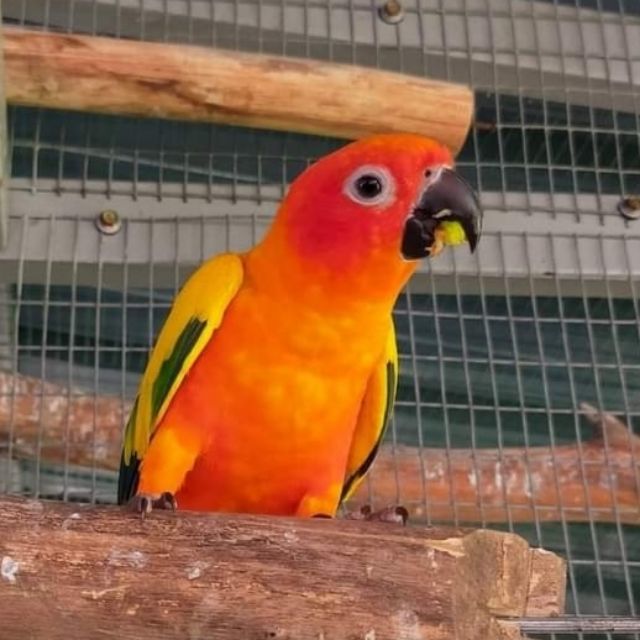 FDND_Pet_Store, Online Shop Shopee Malaysia