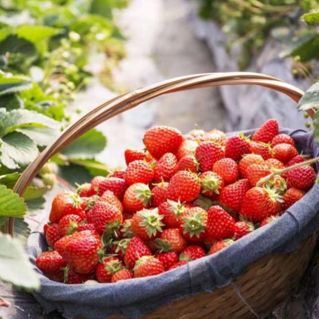 Dreamland Garden, Online Shop Shopee Malaysia