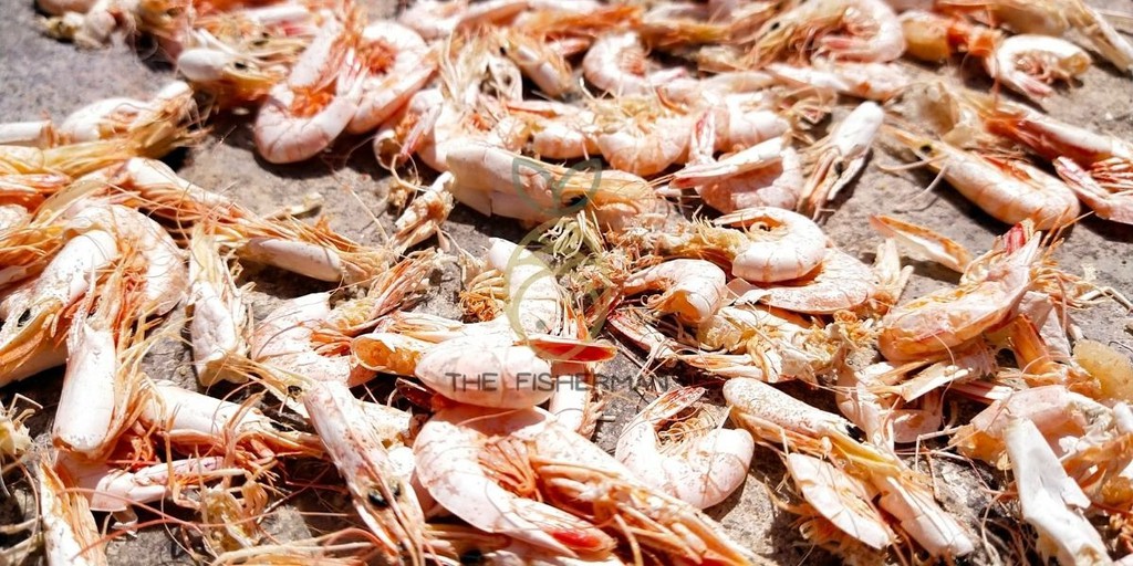 The Fisherman, Online Shop Shopee Malaysia