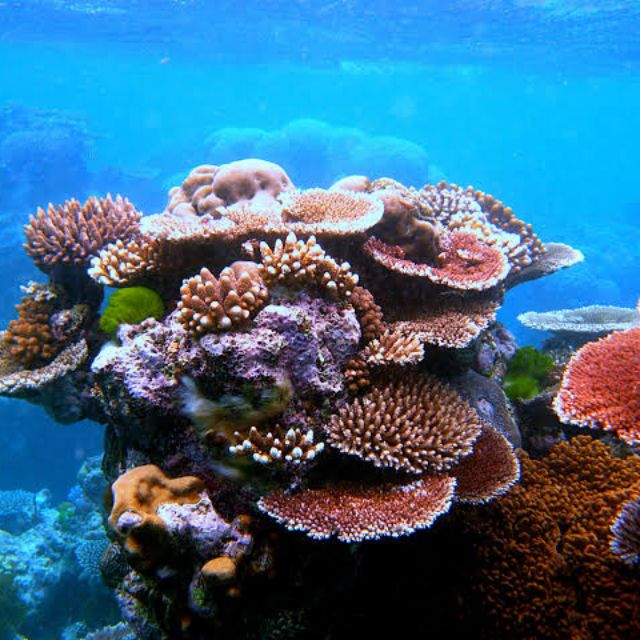 PHOOO Freediving Apparel, Online Shop Shopee Philippines