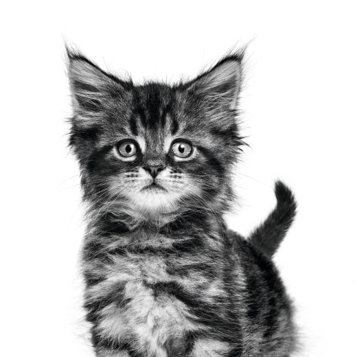 Royal Canin, Online Shop Shopee Philippines