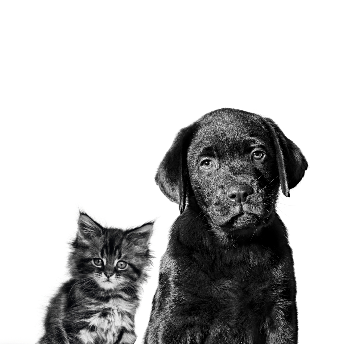 Royal Canin, Online Shop Shopee Philippines