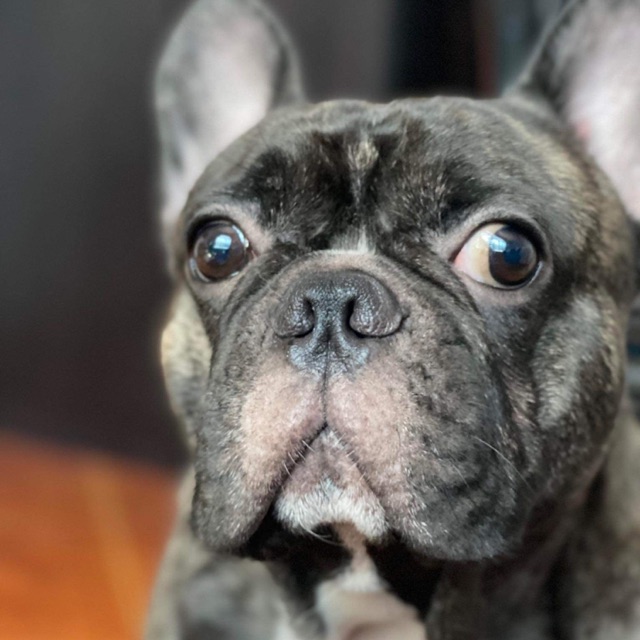 Pet shop essentials, Online Shop Shopee Philippines