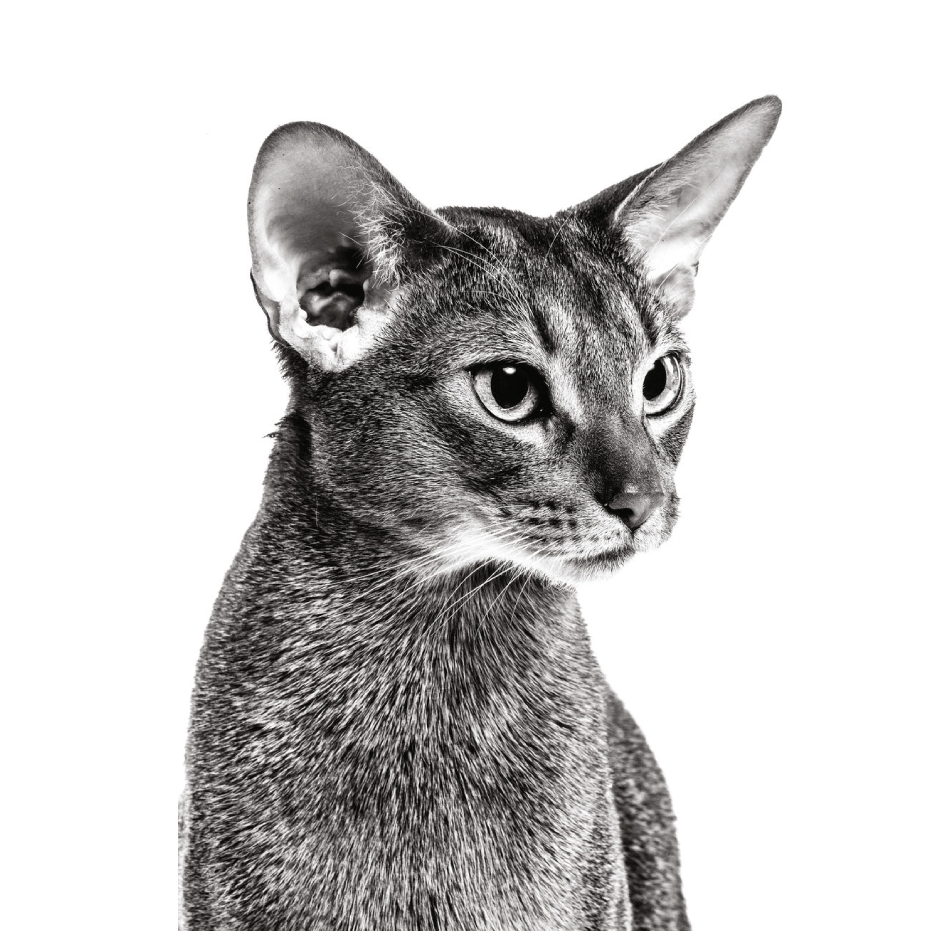 Royal Canin, Online Shop Shopee Philippines