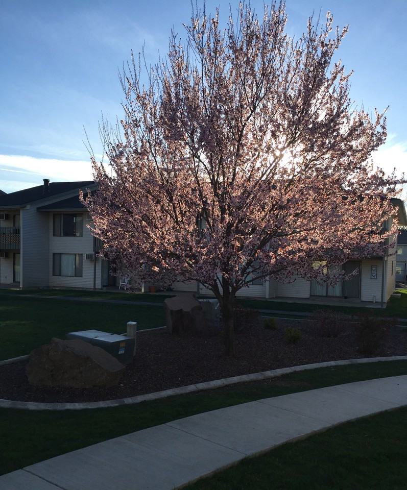 Kingsgate Apartments 625 Wellington Ave, Walla Walla, WA 99362 Zumper