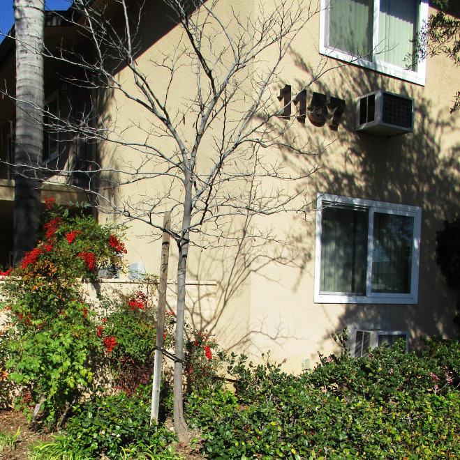 Canyon Garden Apartments 1181 E Hollyvale St, Azusa, CA 91702 Zumper