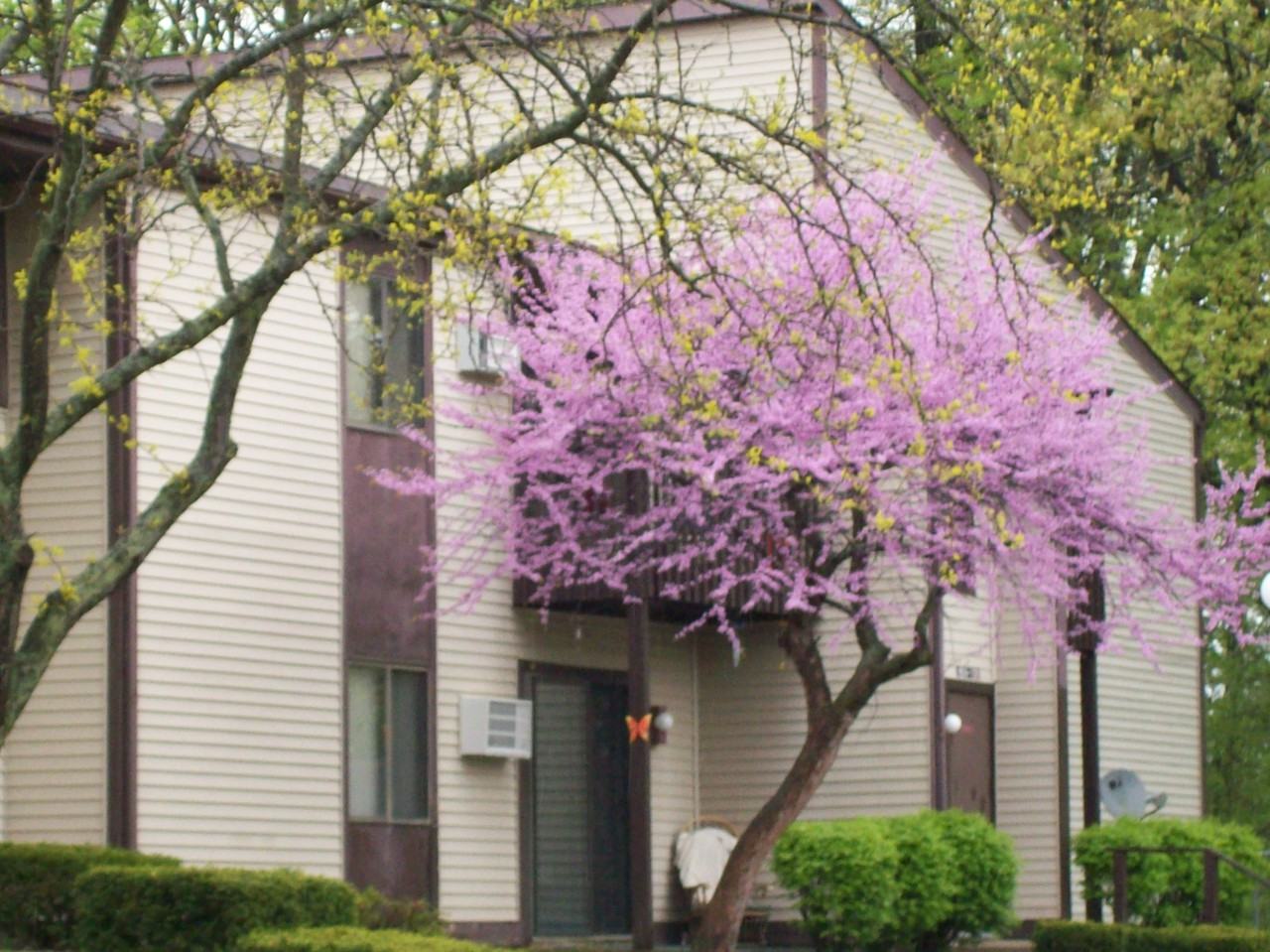 Wooded View Apartments Johnson Johnson Street, Ionia, MI 48846 Zumper