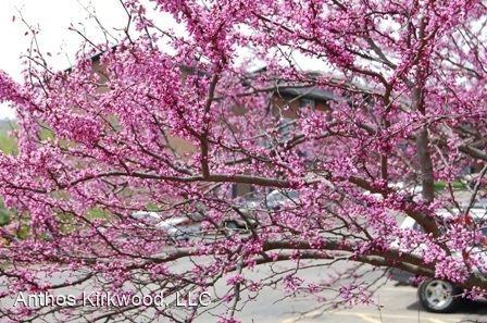 Anthos at Kirkwood Apartments 913 913 & 933 US Route 11 South 913