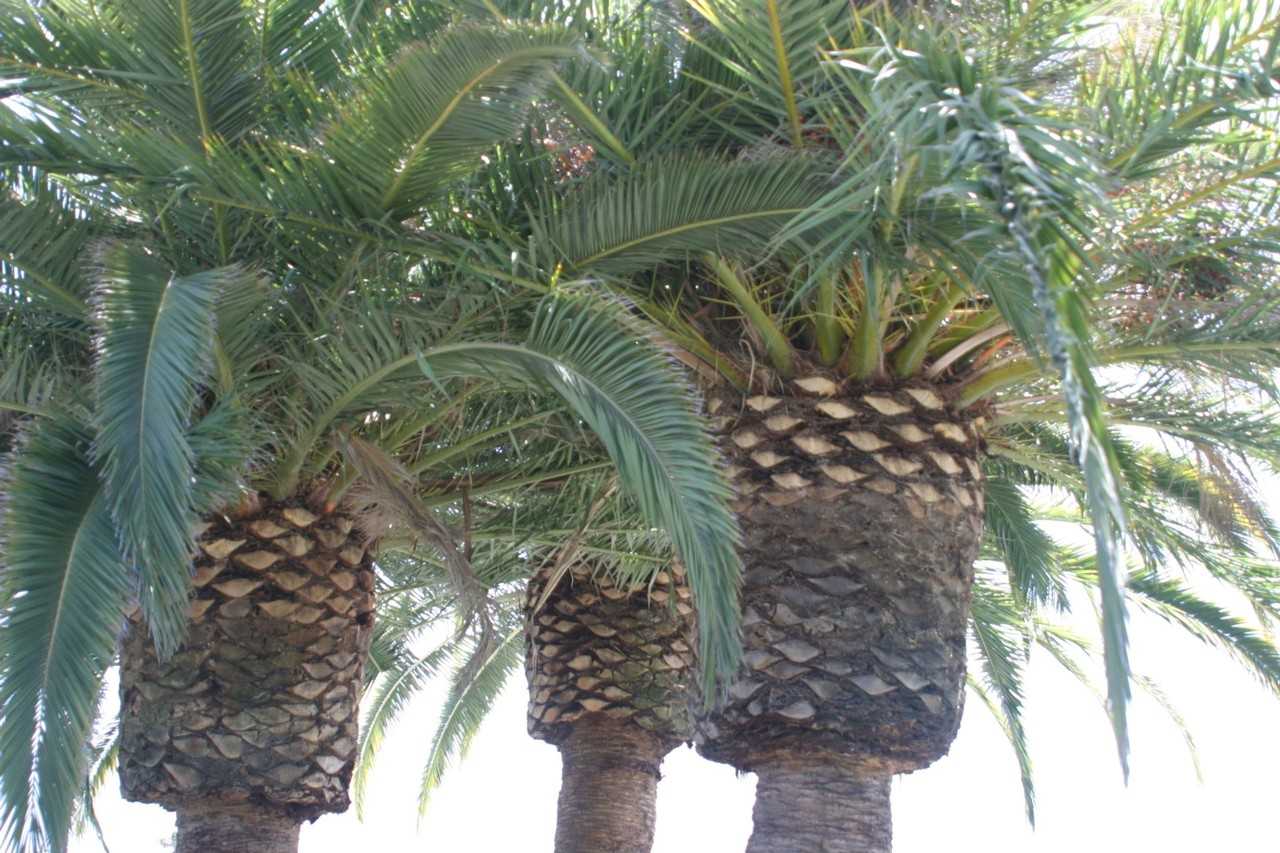 Palms Garden Apartments 3929 W 242nd St, Torrance, CA 90505 Zumper