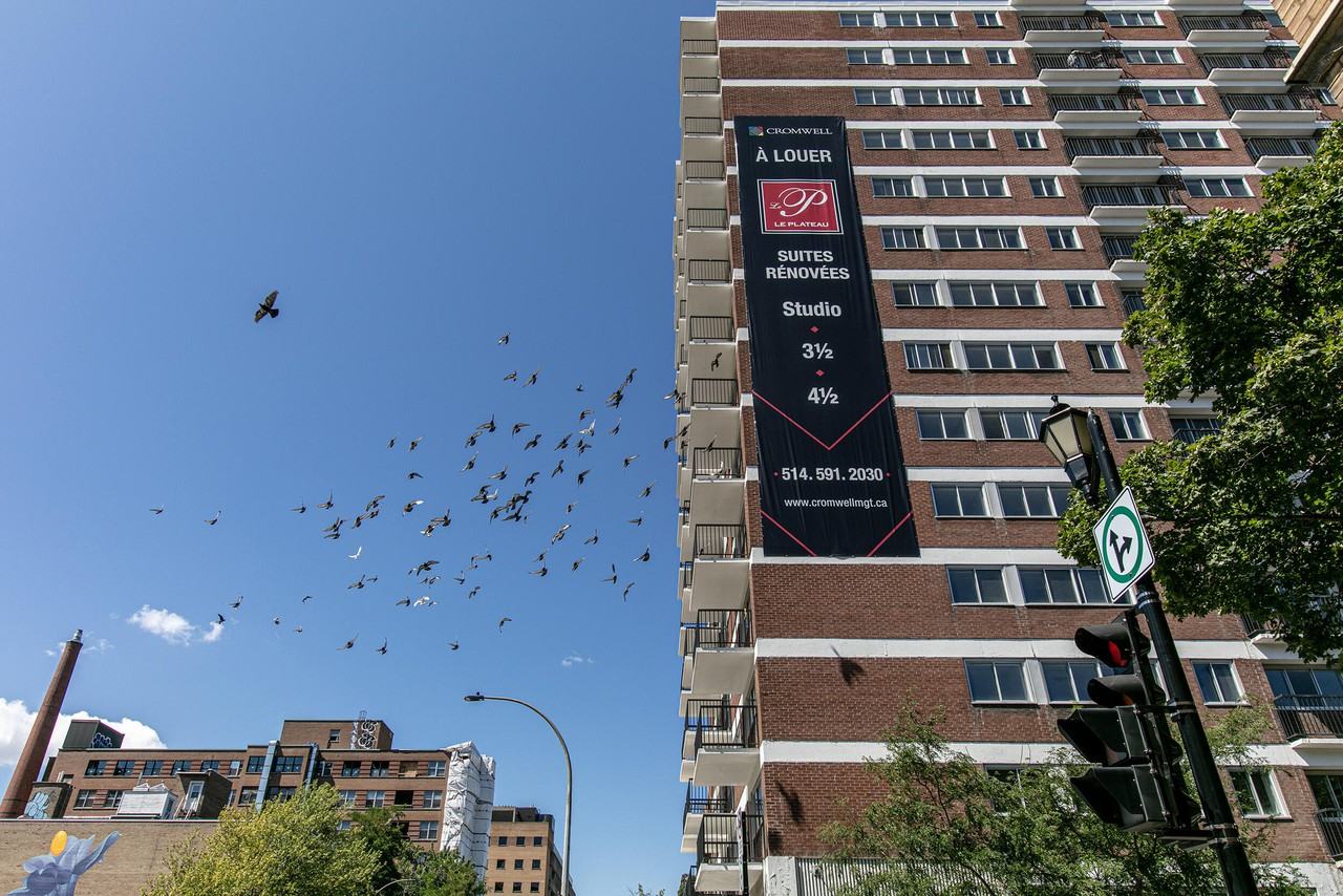 Le Plateau 3605 StUrbain Apartments 3605 Rue SaintUrbain