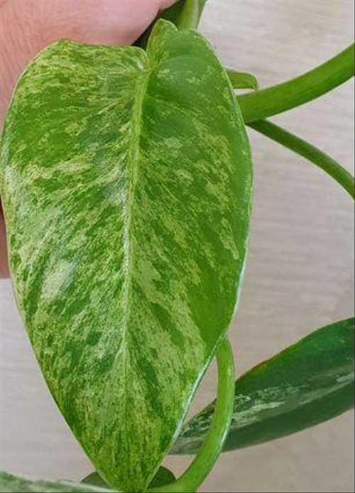 Филодендрон Giganteum variegated Festima.Ru Мониторинг объявлений