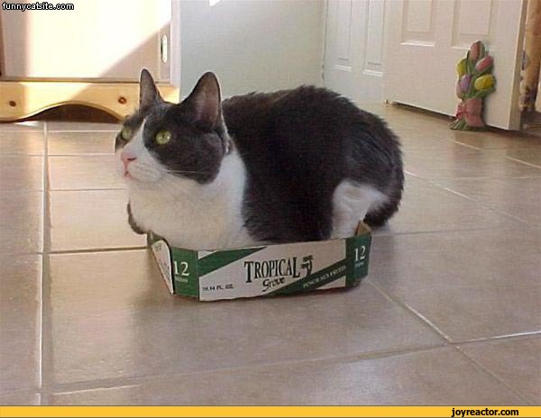 Maru cat box cover gif (gif animation, animated pictures