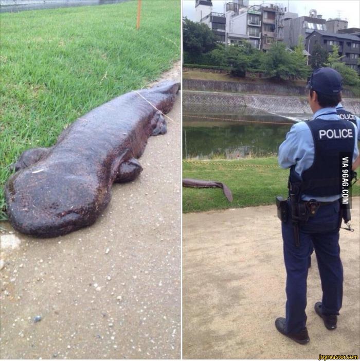 A giant salamander came out of a river in Kyoto. / 9gag / funny