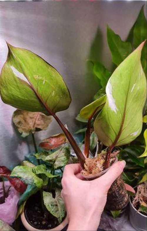 Филлодендрон вайт кнайт white knight Festima.Ru частные объявления