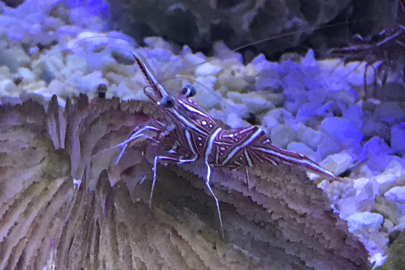 The Durban Hingebeak Shrimp Whats That Fish!