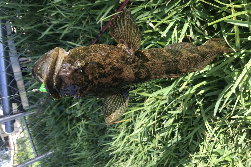 The Gulf Toadfish Whats That Fish!